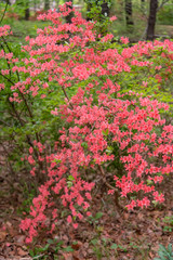 Obraz premium Beautiful red mini azaleas blooming in the forest