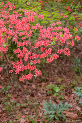 Beautiful red mini azaleas blooming in the forest
