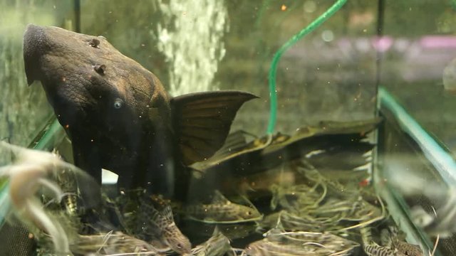 Large Black Colombian Blue Eyed Panaque suck glass On Bottom Of Aquarium Tank With Malawi Spotted Syno Catfish Swimming Around