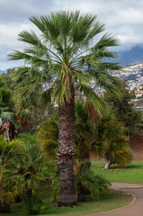 Fototapeta premium Botanical garden Monte