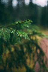 Raining morning in Finland in the silence in the forest that gives peace and quiet