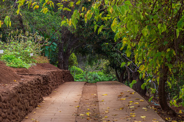 Footpath in the Botanical Garden