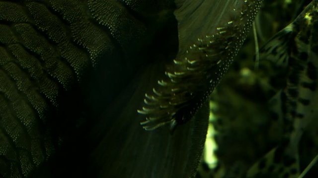 Extreme Close Up Of A Odontodes, Gills and Fin Black Suckermouth Catfish Common Colombian Blue Eyed Pleco Sitting On The Side Glass Of An Aquarium