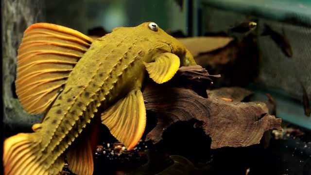 Close up Yellow And Orange Suckermouth Catfish Spiny Monster Pleco Sitting On A Piece Of Tree On The Bottom he Glass Of An Aquarium In A Dark Tank