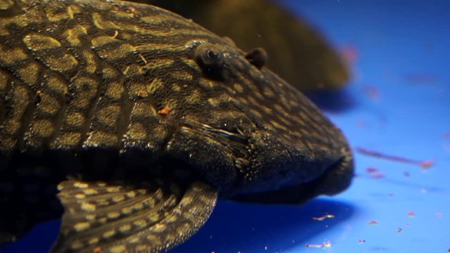 Extreme Close Up Of The Face And Eye Of A Watermelon Pleco Black Suckermouth Catfish Panaque cf. nigrolineatus Sucking On The Bottom On The Side Glass Of An Aquarium