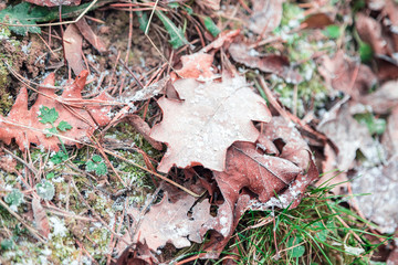 The beginning of winter in December and the first frosts on the fallen leaves