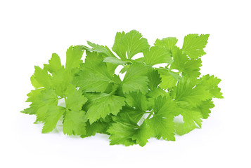 Celery leaf isolated on white