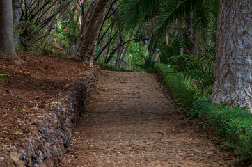 Footpath in the Botanical Garden