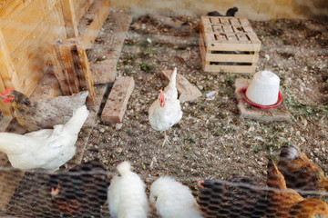 chicken in a cage