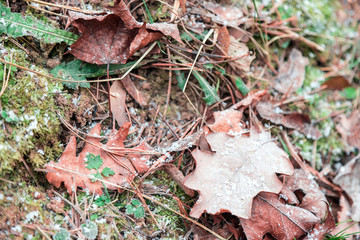The beginning of winter in December and the first frosts on the fallen leaves
