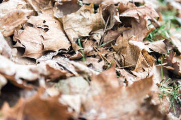 The beginning of winter in December and the first frosts on the fallen leaves