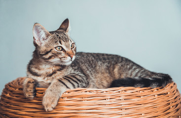 Fototapeta na wymiar Kitten lies on a wicker basket of twigs