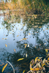 Outdoor autumn winter season reed，Phragmites communis (Cav.) Trin. ex Steud
