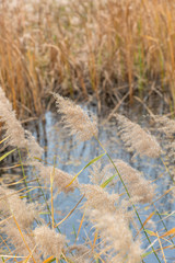 Outdoor autumn winter season reed，Phragmites communis (Cav.) Trin. ex Steud