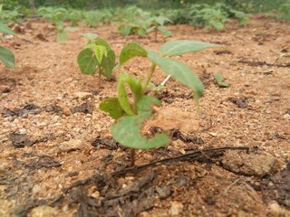 young plants in the field