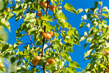 Ladakh, India - Jul 20 2019 - Apricot at Turtuk village in Ladakh, Jammu and Kashmir, India.