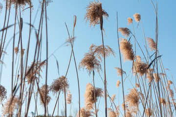 Outdoor autumn and winter season with blue sky and reeds，Phragmites communis (Cav.) Trin. ex Steud