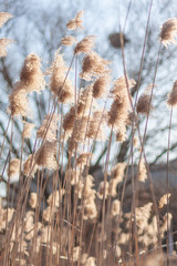 Outdoor autumn winter season reed，Phragmites communis (Cav.) Trin. ex Steud