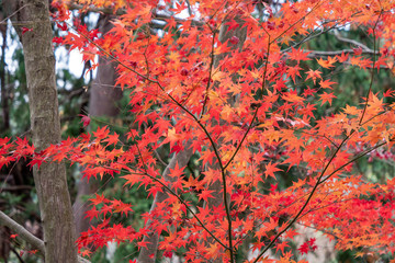 紅葉