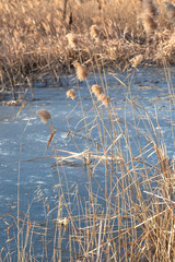 Outdoor autumn winter season reed，Phragmites communis (Cav.) Trin. ex Steud