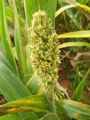 corn on stalk