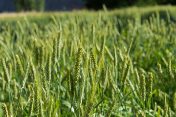 Ladakh, India - Jul 20 2019 - Wheat field at Turtuk village in Ladakh, Jammu and Kashmir, India.