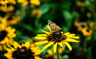 Distelfalter auf Blume