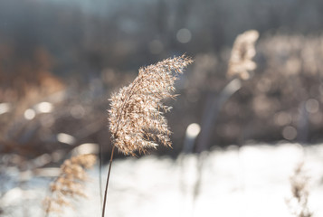 Outdoor autumn winter season reed，Phragmites communis (Cav.) Trin. ex Steud