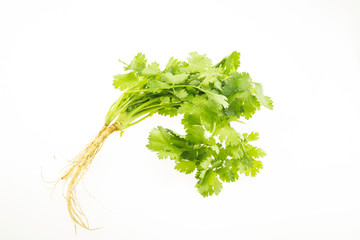 Coriander