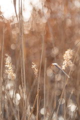 Outdoor autumn winter season reed，Phragmites communis (Cav.) Trin. ex Steud