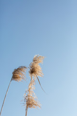 Outdoor autumn and winter season with blue sky and reeds，Phragmites communis (Cav.) Trin. ex Steud