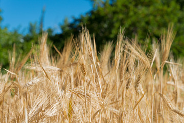 Ladakh, India - Jul 20 2019 - Wheat field at Turtuk village in Ladakh, Jammu and Kashmir, India.