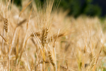 Ladakh, India - Jul 20 2019 - Wheat field at Turtuk village in Ladakh, Jammu and Kashmir, India.