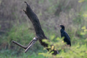 Cormorant