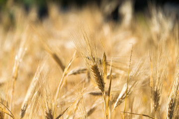 Fototapeta premium Ladakh, India - Jul 20 2019 - Wheat field at Turtuk village in Ladakh, Jammu and Kashmir, India.