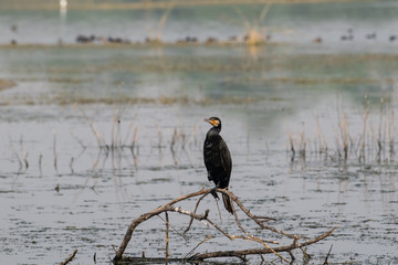 Giant Cormorant