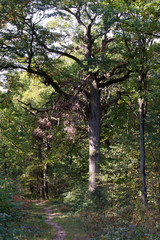 Fototapeta premium végétation forêt de senart