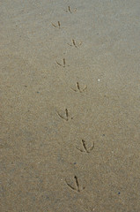 Spuren im Sand