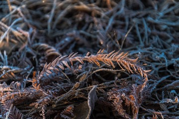 background of needles