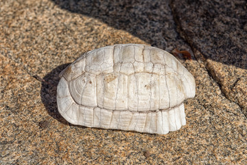 Tortoise shell, bleached white by the harsh sun