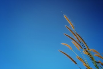 green grass and blue sky