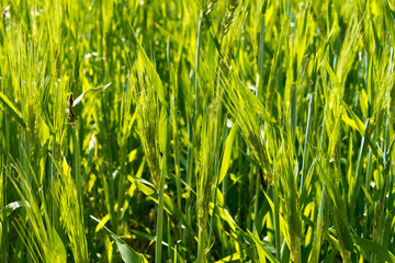 Ladakh, India - Jul 22 2019 - Wheat field at Panamik Village in Nubra Valley, Ladakh, Jammu and Kashmir, India.