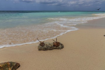 Amazing beauty Caribbean sea beach. Aruba island. Beautiful nature background.