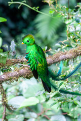 Quetzal in Costa Rica - Pharomachrus mocinno