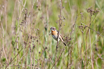 Whinchat (saxicola rubetra) male sitting on grass. Cute little common bright meadow songbird. Bird in wildlife.