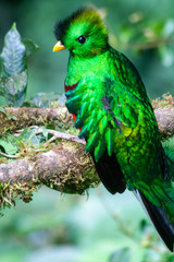Quetzal in Costa Rica - Pharomachrus mocinno