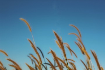 ears of wheat against blue sky