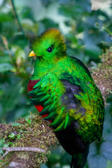 Quetzal in Costa Rica - Pharomachrus mocinno