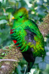 Quetzal in Costa Rica - Pharomachrus mocinno