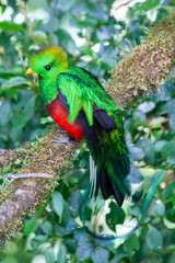 Quetzal in Costa Rica - Pharomachrus mocinno